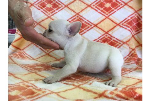 成約済の愛知県のフレンチブルドッグ-31854の1枚目